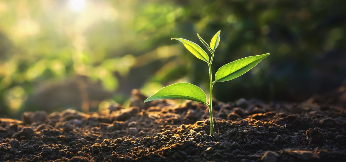 A tiny green sapling sprouting from the ground surrounded by lush leaves